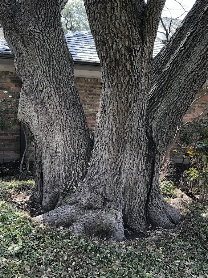 Mature heritage tree close to a Winona property cared for by certified arborists
